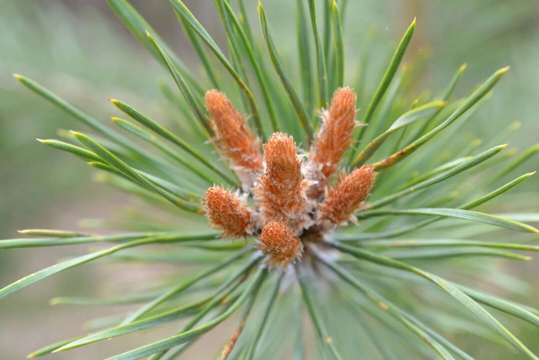 pine buds for osteochondrosis